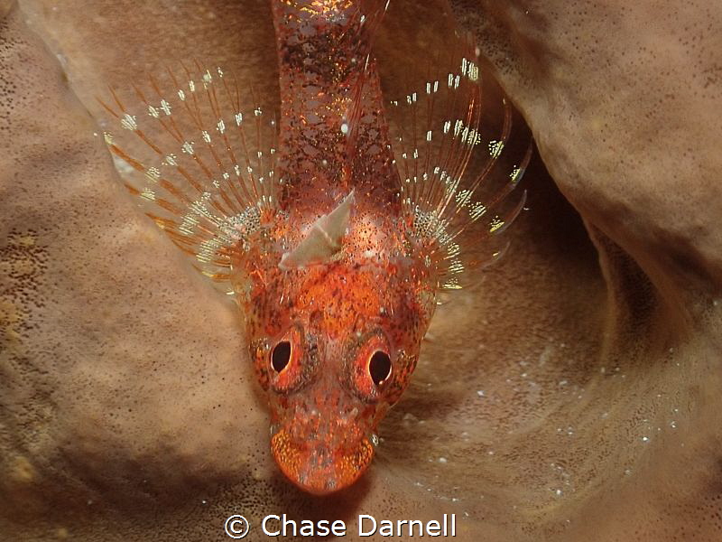 "Spread Your Wings"
A Large Triple Fin Blenny resting on... by Chase Darnell 