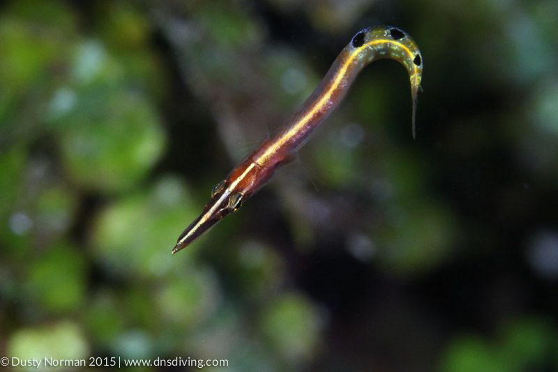 "Curl"
An Arrow Blenny with a green algae background. by Dusty Norman 