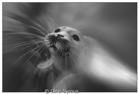 Playing seal by Gino Symus 