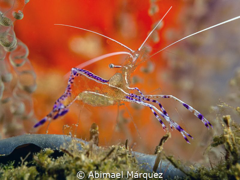 Pederson Cleaner Shrimp by Abimael Márquez 