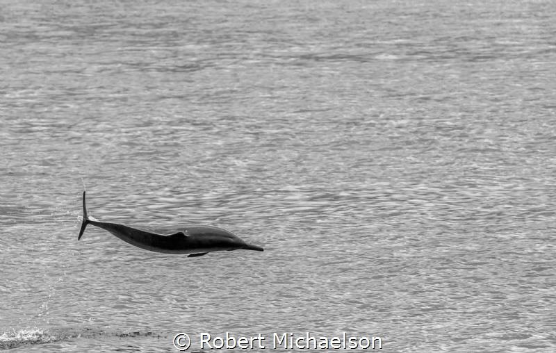 Spinner dolphin leaps in front of our dive boat by Robert Michaelson 