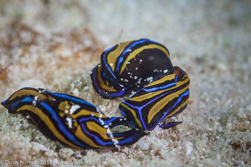 "Slug Train"
These Leech Headshield Slugs were playing a... by Dusty Norman 