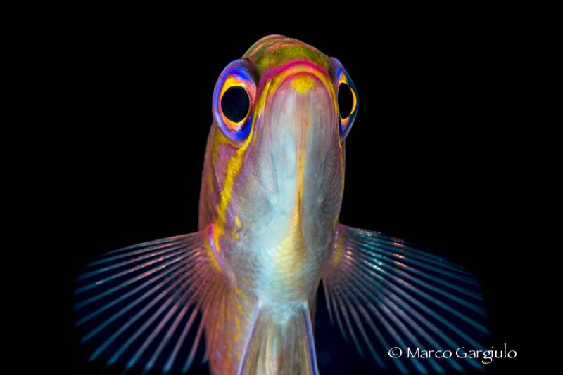 Look at me! by Marco Gargiulo 