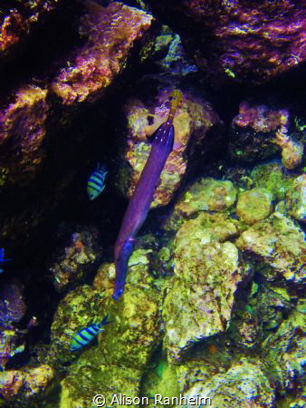 Trumpetfish & friends by Alison Ranheim 