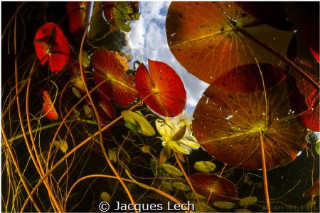 Nymphaeaceae by Jacques Lech 