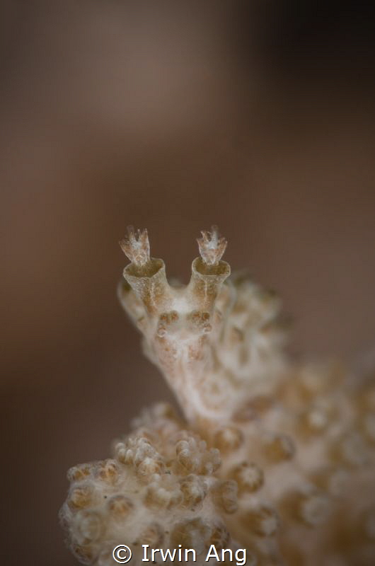 C R E A M
Nudibranch (Tritonia sp.3)
Anilao, Philippine... by Irwin Ang 