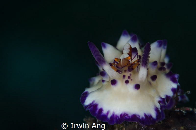 H I T C H - H I K E R
Nudibranch (Mexichromis multituber... by Irwin Ang 