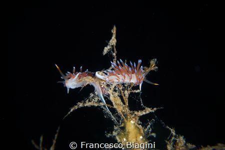 A nudi's carousel by Francesco Biagini 