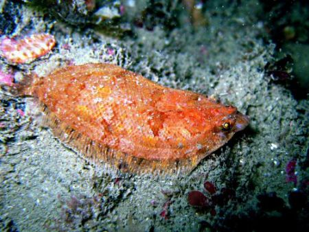 Tiny weeny baby flounder off the coast of Dorset (less th... by Dawn Watson 