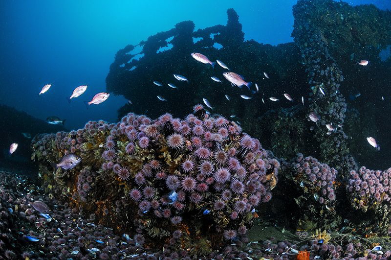 ~ Davy Jones Sundeck ~ by Geo Cloete 
