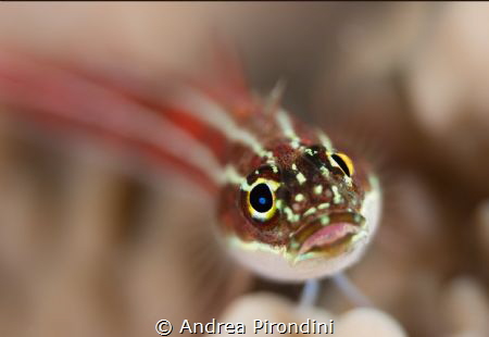 Eye to eye by Andrea Pirondini 