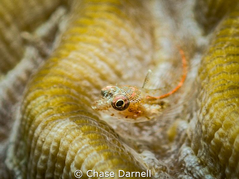 "Groovin"
A tiny Triple Fin Blenny settles in a groove o... by Chase Darnell 