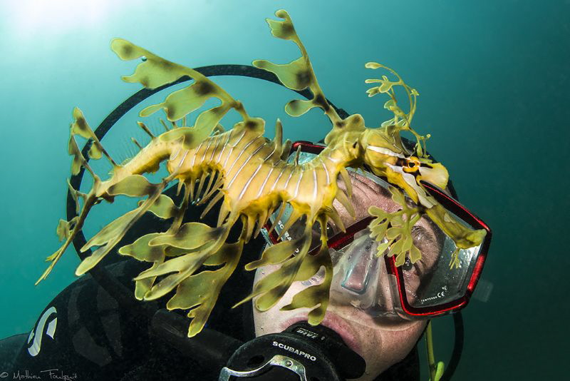 Leafy seadragon (Kingscote jetty, Kangaroo island, south ... by Mathieu Foulquié 