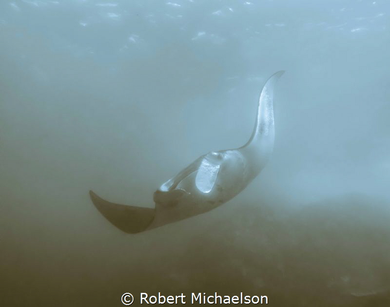 Split toning used. The mantas sort of magically appear an... by Robert Michaelson 