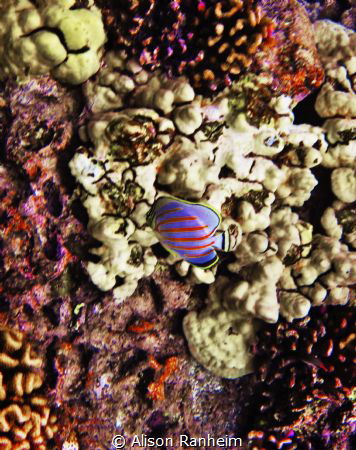 Captain Cook's Bay, Hawaii by Alison Ranheim 