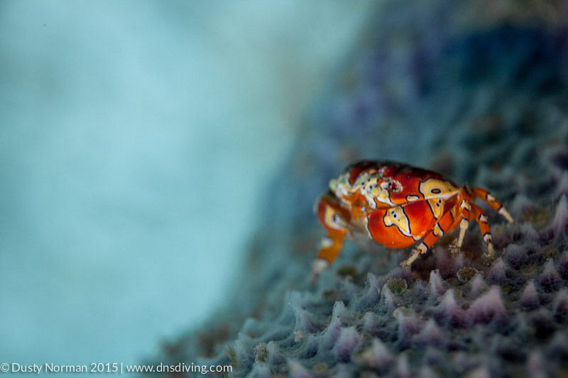 "Purple Porch"
A Gaudy Clown Crab on a Purple Vase Sponge. by Dusty Norman 