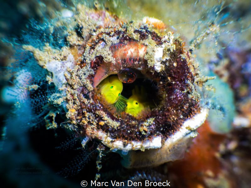 living in a bottle by Marc Van Den Broeck 