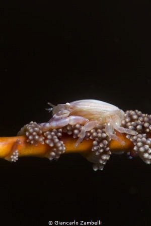 Lissoporcellana quadrilobata by Giancarlo Zambelli 