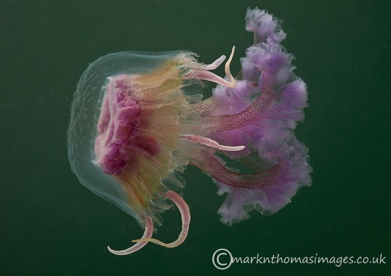 Mauve stinger - 4-5cm long. Aughrusbeg, Connemara. by Mark Thomas 