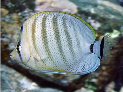 Multiband butterfly fish, Honaunau, Hawaii by Michele Jarvis 