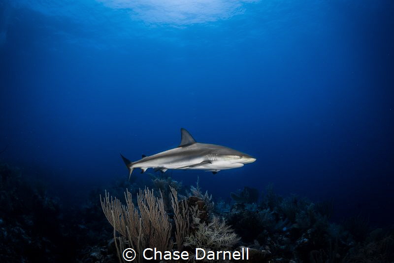 "Apex"
Encounters of the Apex variety. by Chase Darnell 