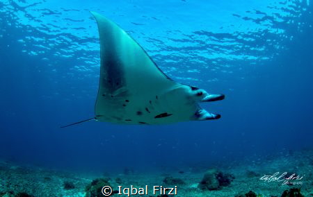 fly like a bird, giant manta at komodo national park indo... by Iqbal Firzi 