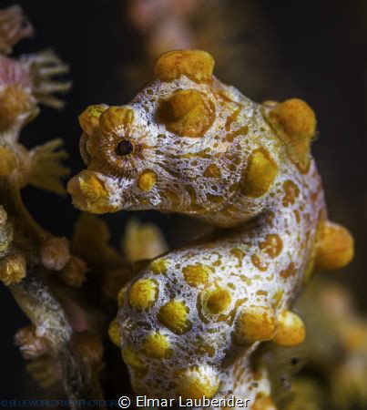 Divesite Borombong In Bali close to Liberty wreck, it too... by Elmar Laubender 