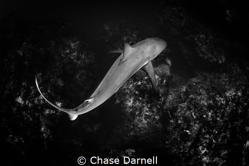 "Twist"
When you see the Sharks body coil up prepare to ... by Chase Darnell 