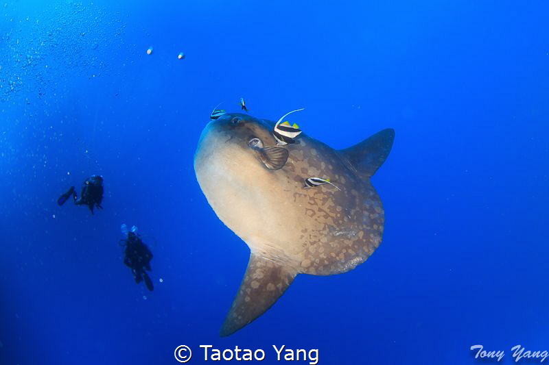mola－mola by Taotao Yang 