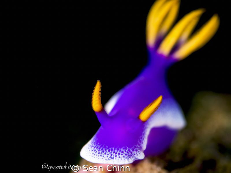 Dressed in purple by Sean Chinn 