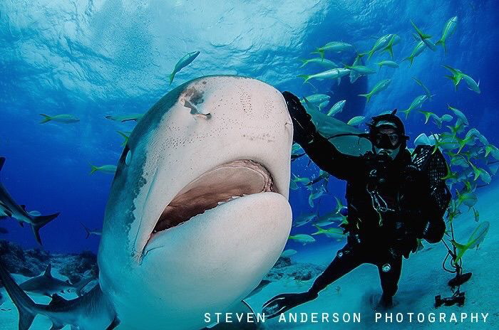 Let's see those teeth! by Steven Anderson 