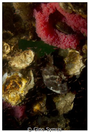 Bullhead with its eggs and babies coming out.... Hello wo... by Gino Symus 