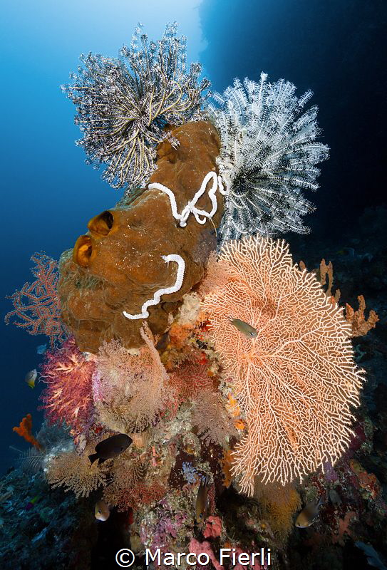 DIVERSITY
3641x5361 by Marco Fierli 