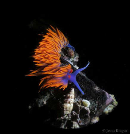 Flabellina iodinea by Jason Knight 