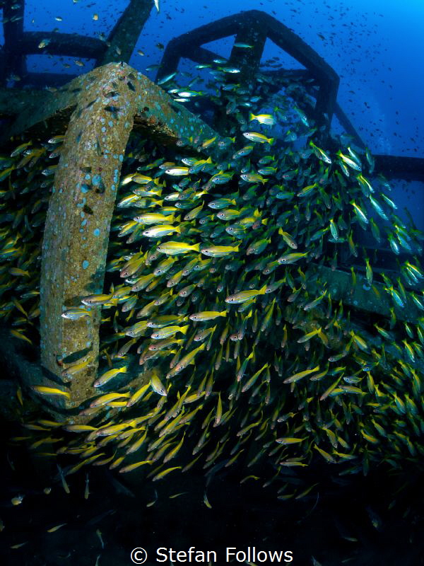 Spillage

Snapper - Lutjanus lutjanus

Sail Rock, Tha... by Stefan Follows 