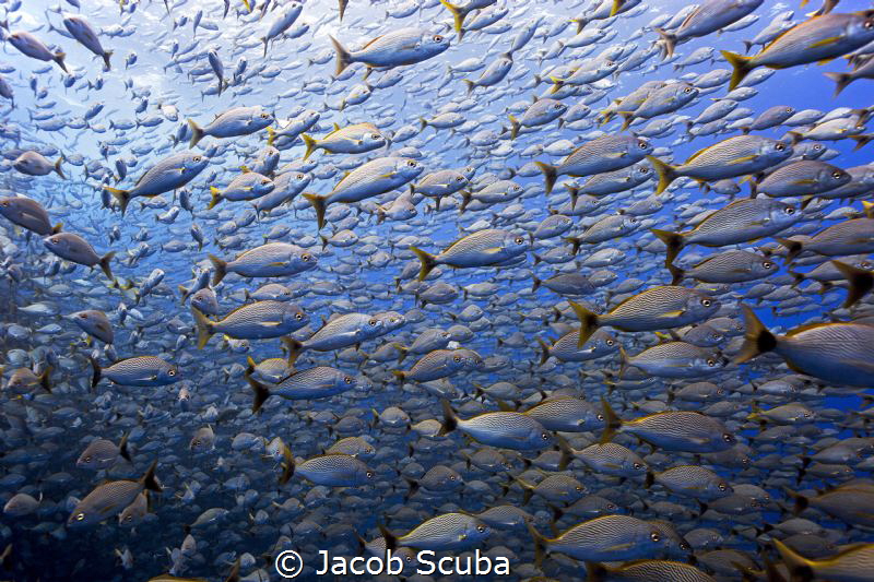 Migration by Jacob Scuba 