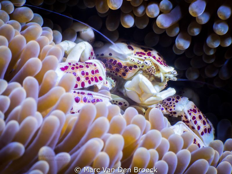 porcelain crab by Marc Van Den Broeck 