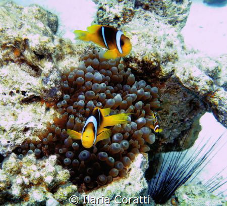 eilat red sea Israel by Ilaria Coratti 