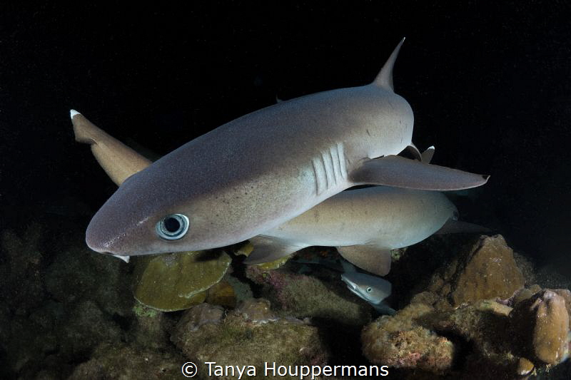 X Marks The Spot
Whitetip reef sharks cross paths as the... by Tanya Houppermans 