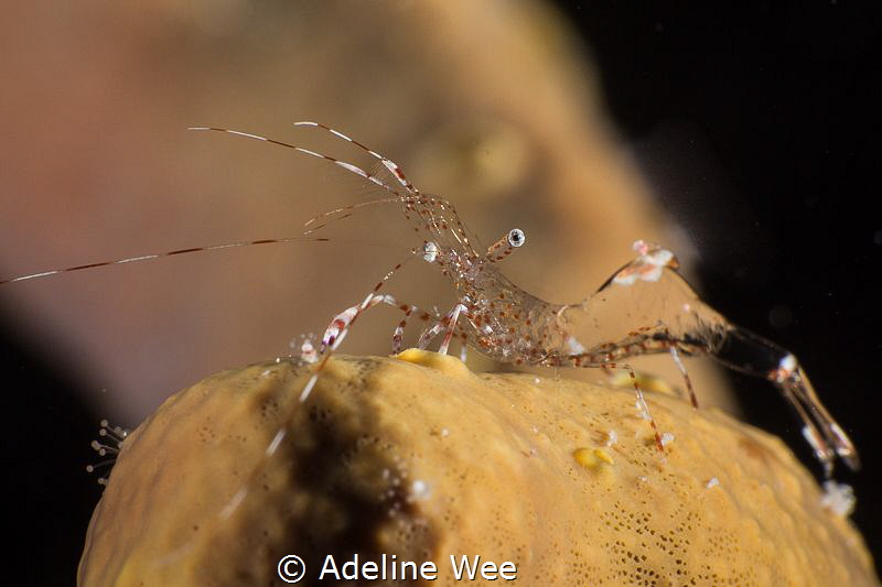 When I saw this shrimp holding its ground & posing agains... by Adeline Wee 