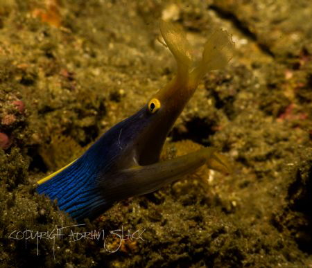 The illusive ribbon eel close up... At last! by Adrian Slack 