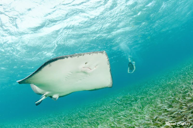 Stingray encounter by Raoul Caprez 