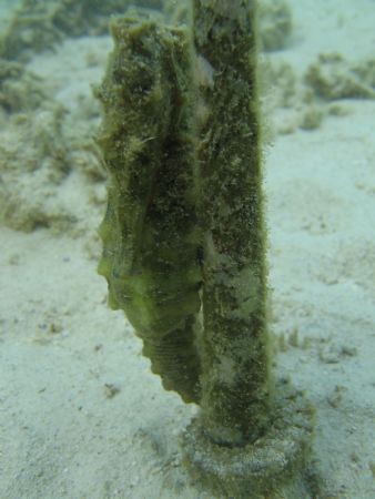 This Yellow Sea Horse never let me out of his sight by Chris Lawford 