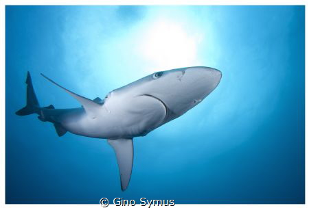 Shark enjoying the sun... by Gino Symus 