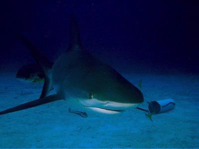"just Checking" a very curious Reeef Shark. Many of them ... by Steven Anderson 