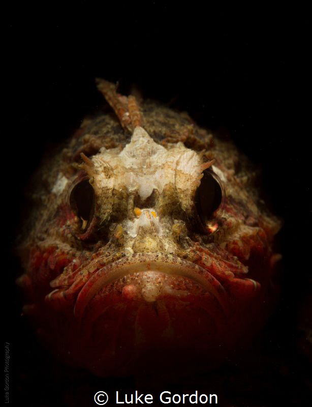 Whiteface Waspfish....why so grumpy!? by Luke Gordon 