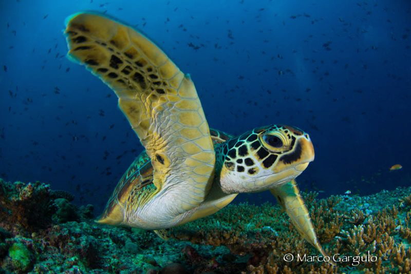 Green Turtle by Marco Gargiulo 