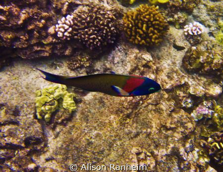 Captain Cook's Bay, Hawaii by Alison Ranheim 