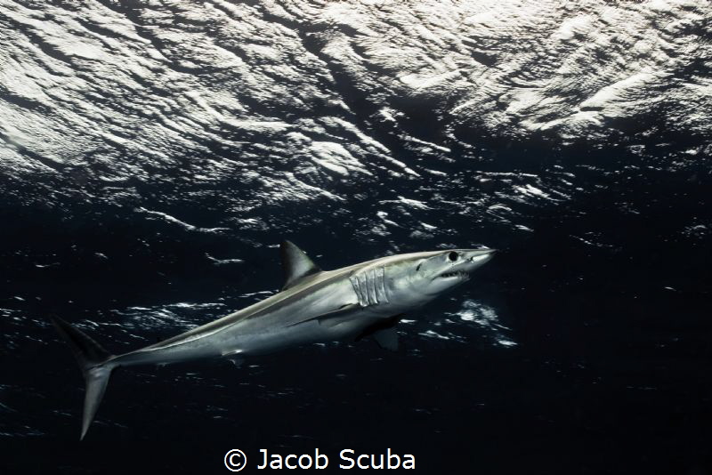 Made of steel by Jacob Scuba 