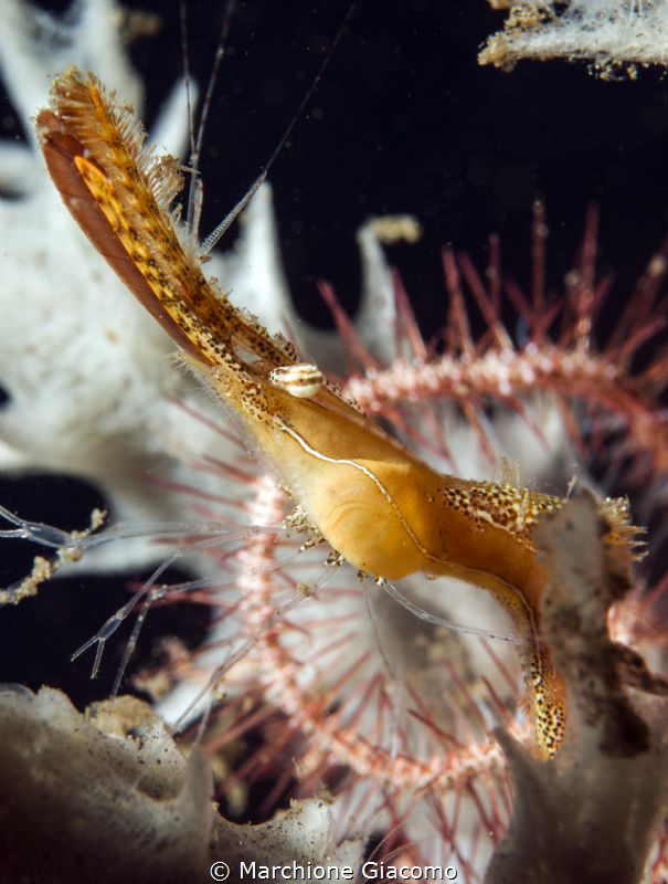 Long Noise shrimp
Douin .Philippines.
Nikon D800E, 105 ... by Marchione Giacomo 